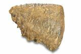 Fossil Woolly Mammoth Upper Molar - Siberia #292766-3